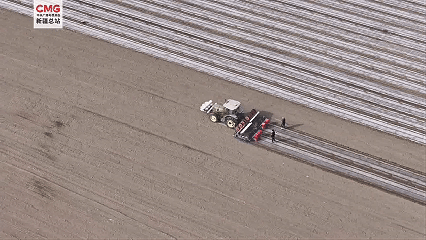 新疆阿克苏:“粮经套种”促增收 春耕生产提质效