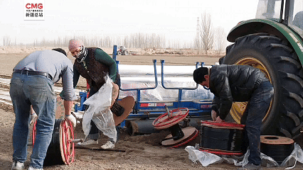 新疆阿克苏:“粮经套种”促增收 春耕生产提质效
