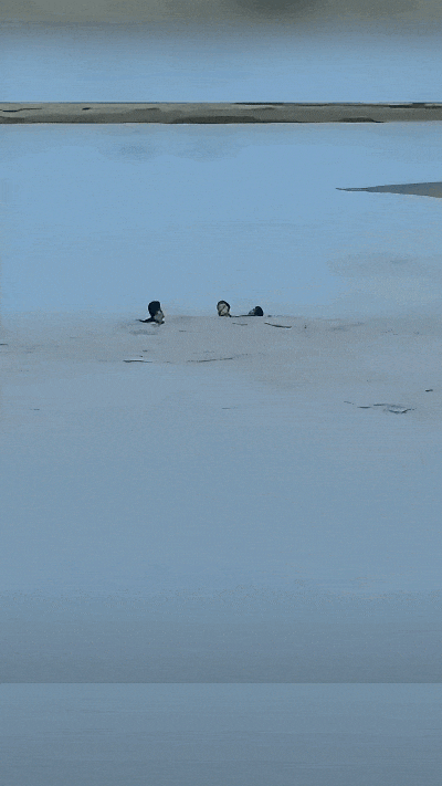 又是一年清明时,回望渭河畔那一次生命的托举