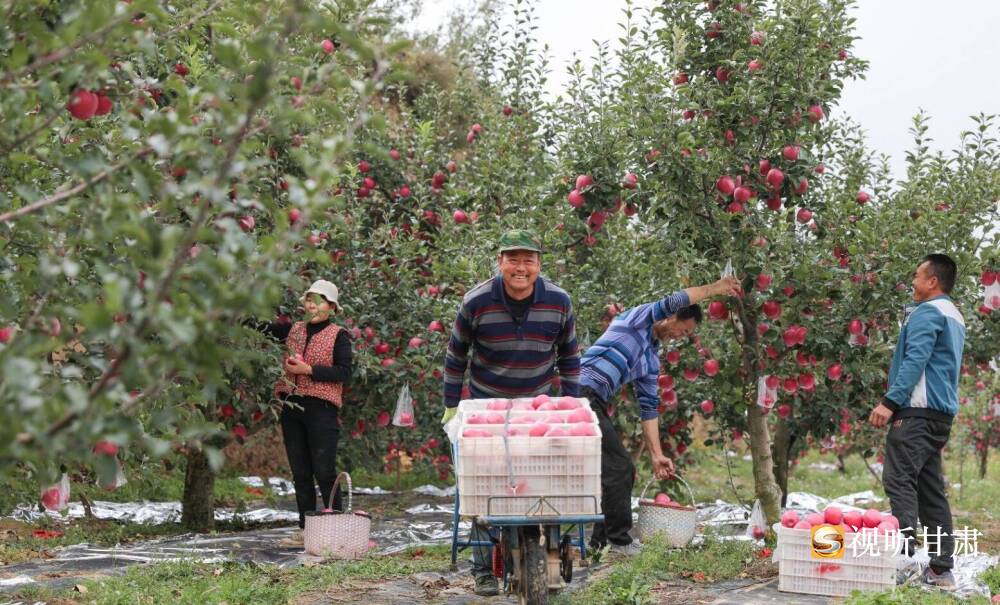 天水秦安:五载蝶变铸辉煌 民生答卷暖人心 天水秦安:五载蝶变铸辉煌 民生答卷暖人心