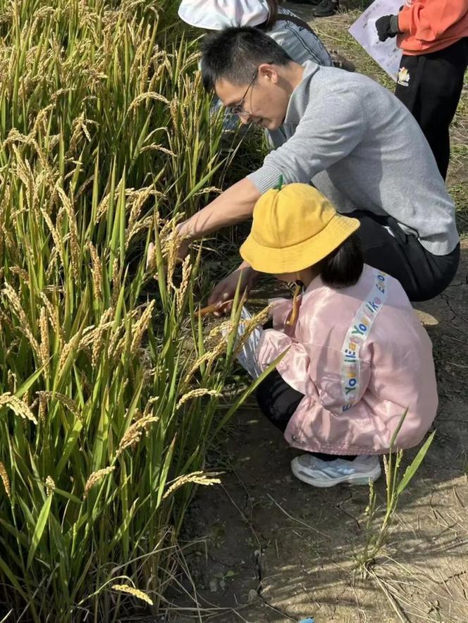 风吹稻浪！苏州浒墅关奏响丰收乐章