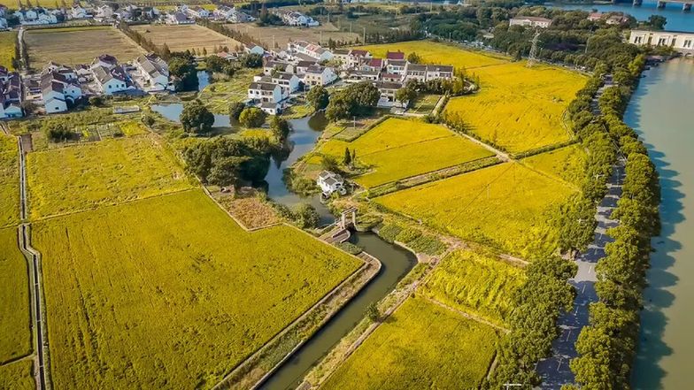 风吹稻浪！苏州浒墅关奏响丰收乐章