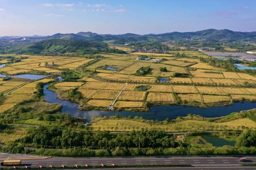 南京江宁：水稻收割基本结束 各类新米成市民“心头好”