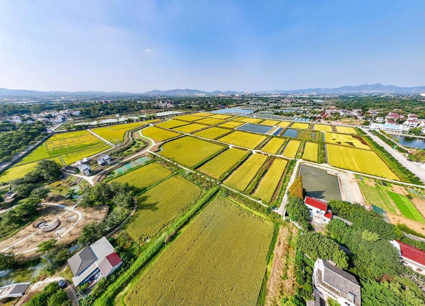 南京江宁：水稻收割基本结束 各类新米成市民“心头好”