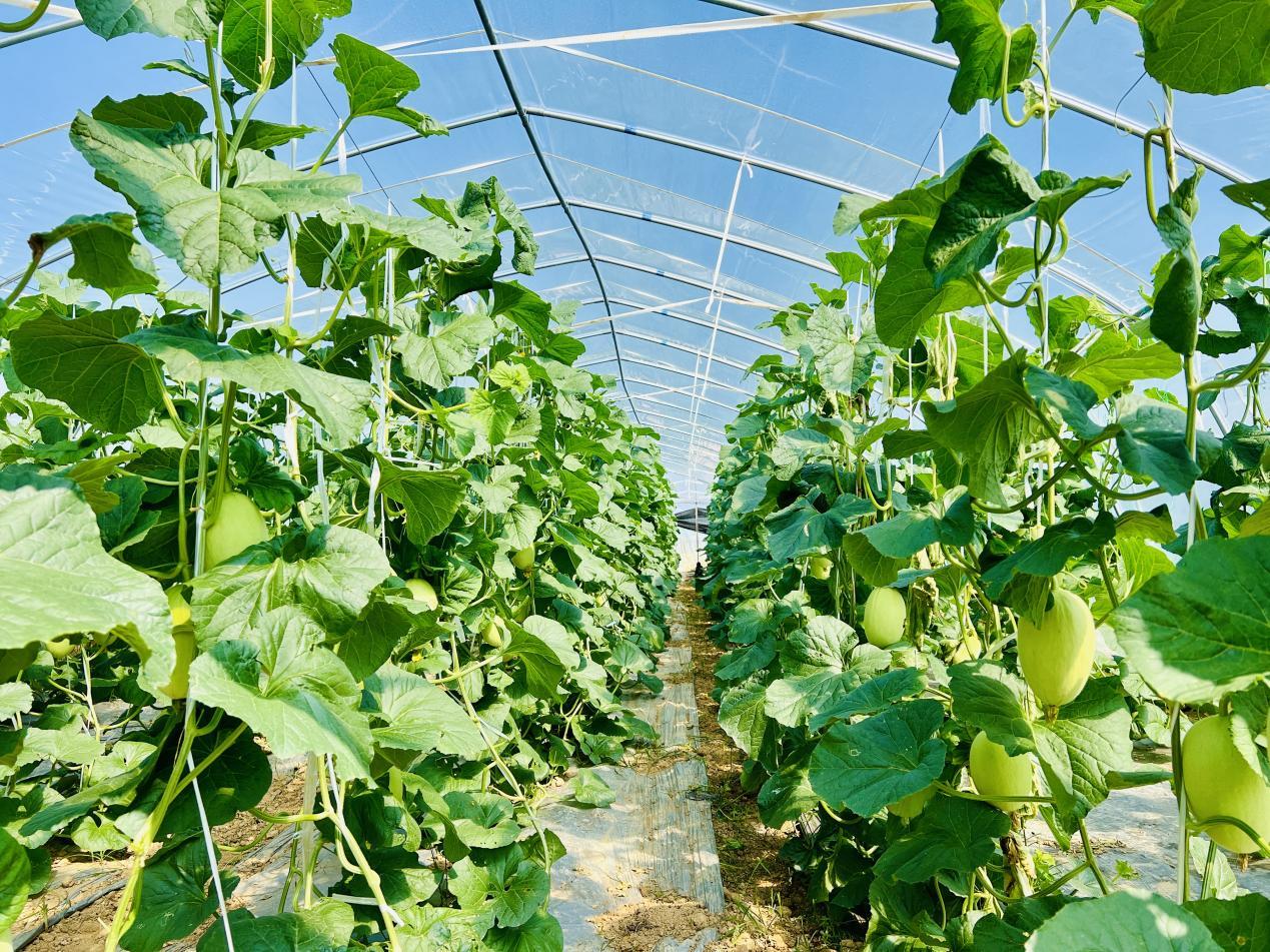 福建惠安：两岸携手打造古村蝶变新样本