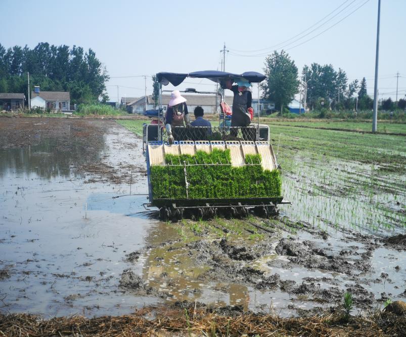 江苏高邮：加强耕地保护 提升耕地质量