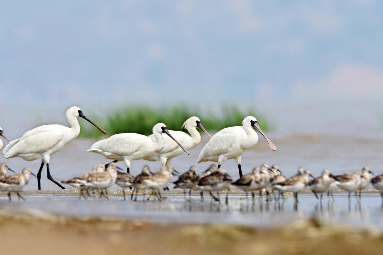 筑牢山海生态屏障 守护八闽绿水青山——福建久久为功，持续壮大绿色动能