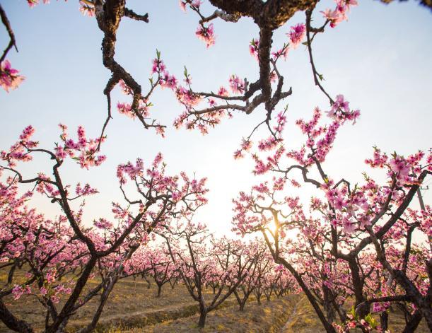 江苏江阴顾山镇：一颗桃，激活产业强镇 “一池春水”