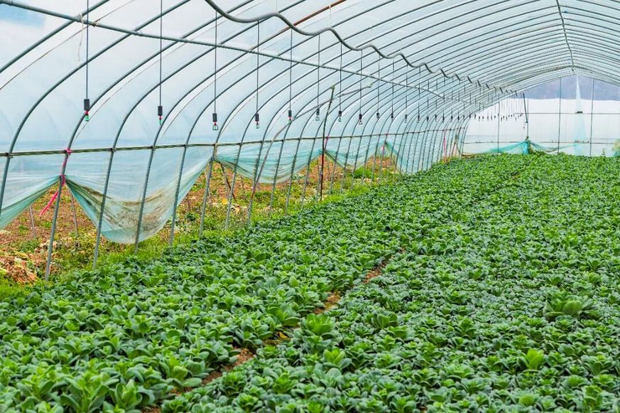 万象“耕”新！苏州浒墅关的春天，处处生机