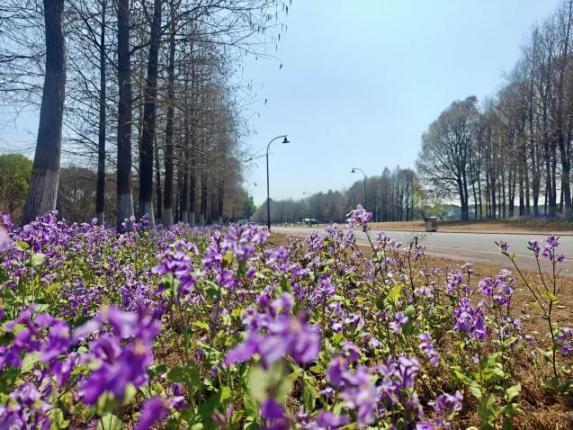 岁月巡路：一条路的四季回想