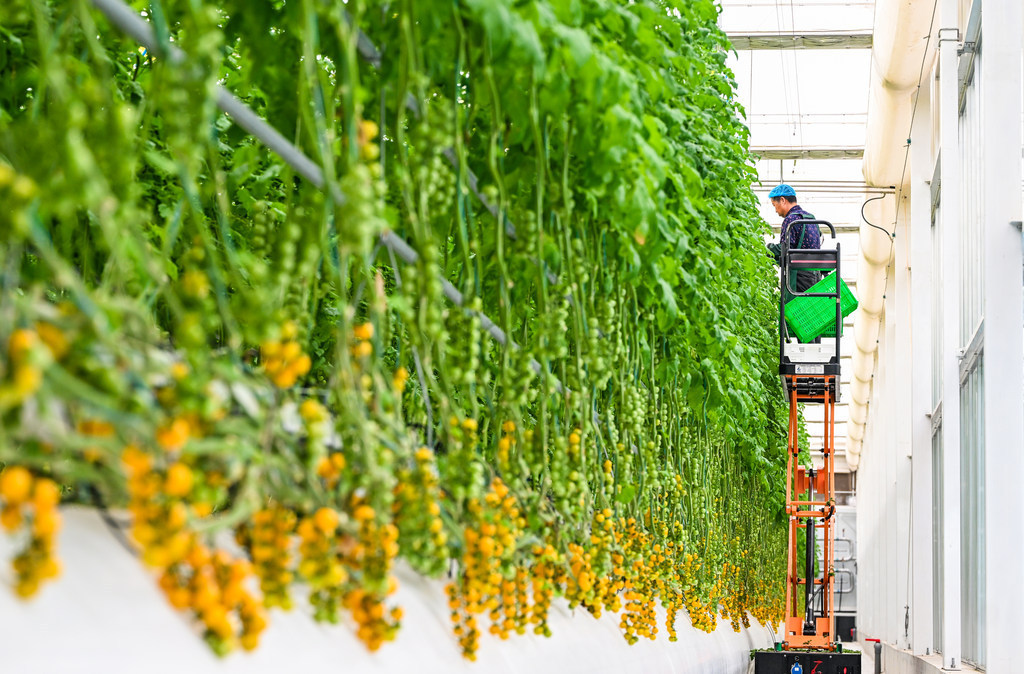 打卡河北雄安智慧农业科技园