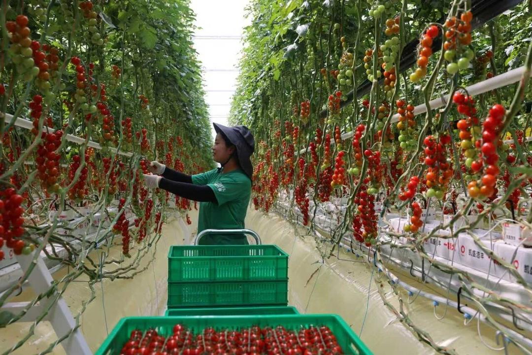 利津县8个特色产品入选“全国名特优新农产品”