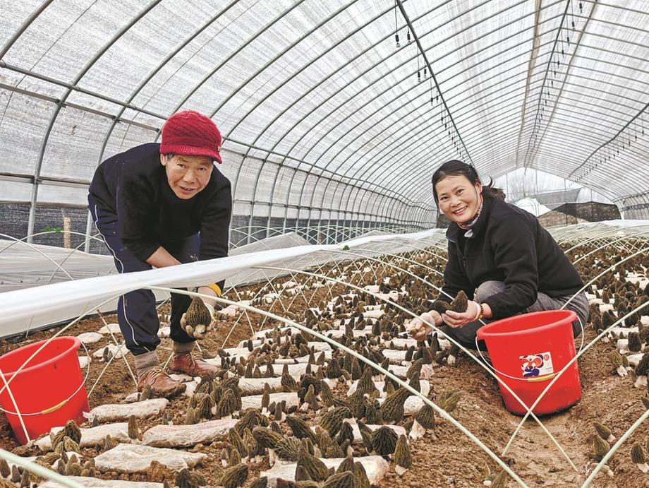 马鞍山雨山区：小菌菇撑起大产业