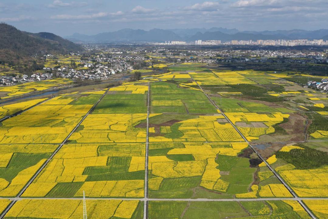重庆秀山万亩粮油示范基地蹚出传统农业转型新路