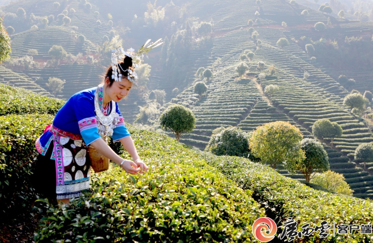 八桂茶香里的科技诗行