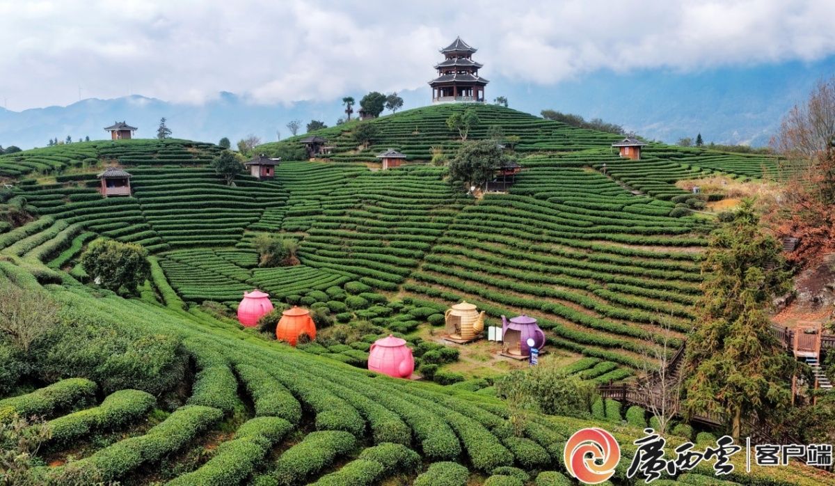 八桂茶香里的科技诗行