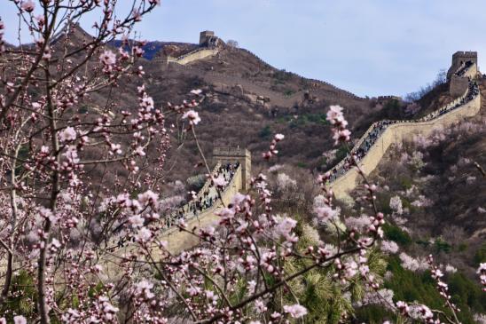 春染雄关，花缀古崖｜八达岭、古崖居清明踏春正当时