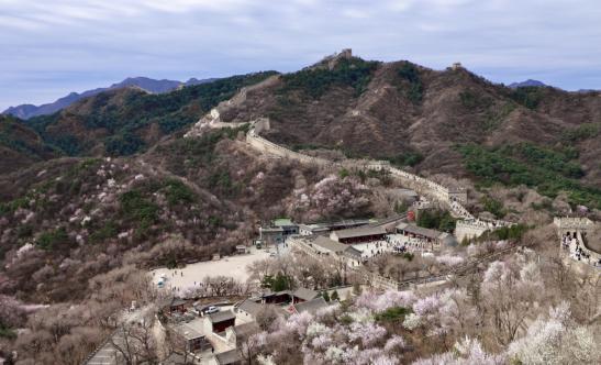 春染雄关，花缀古崖｜八达岭、古崖居清明踏春正当时