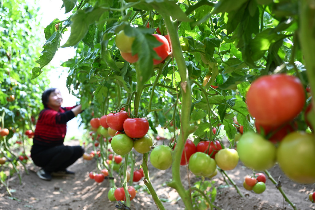 水果番茄映红增收路