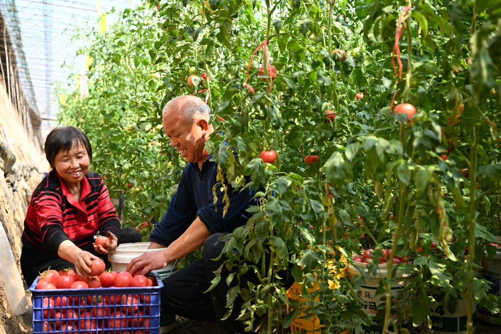 水果番茄映红增收路