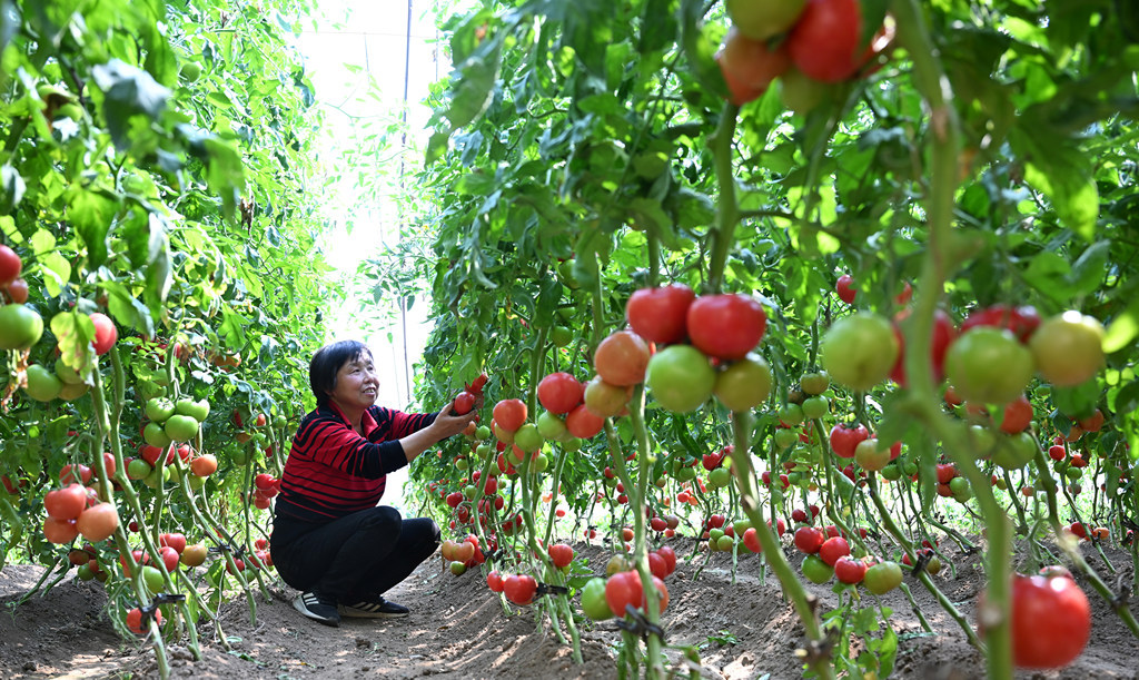 水果番茄映红增收路