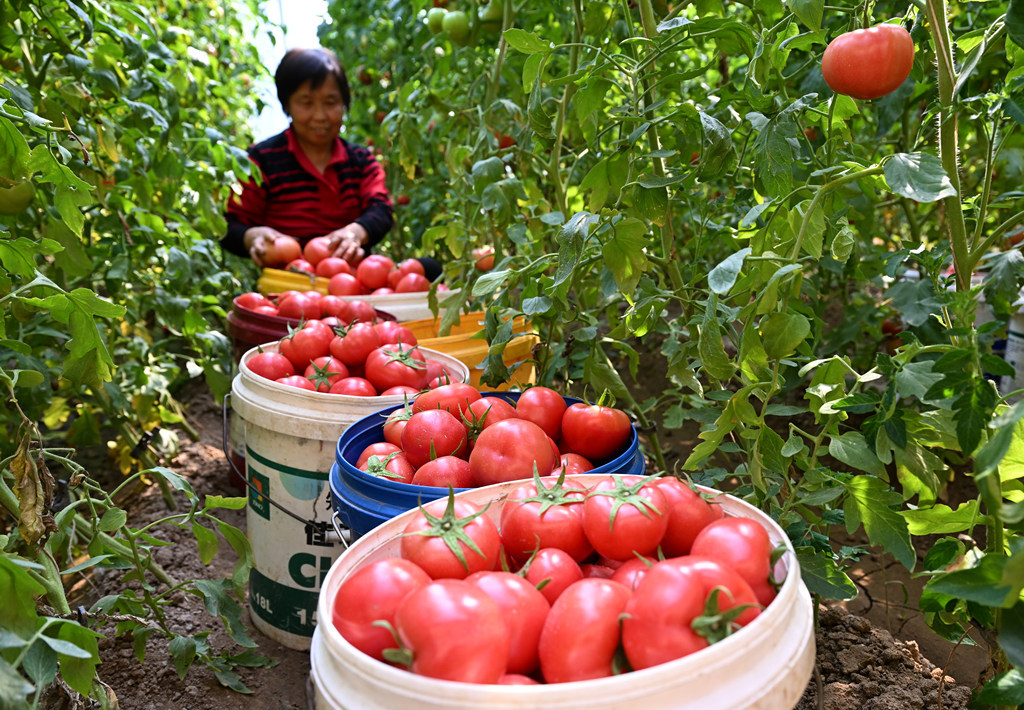 水果番茄映红增收路