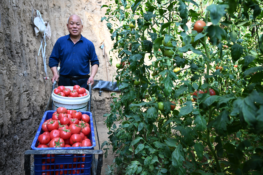 水果番茄映红增收路