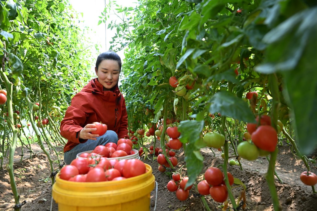 水果番茄映红增收路