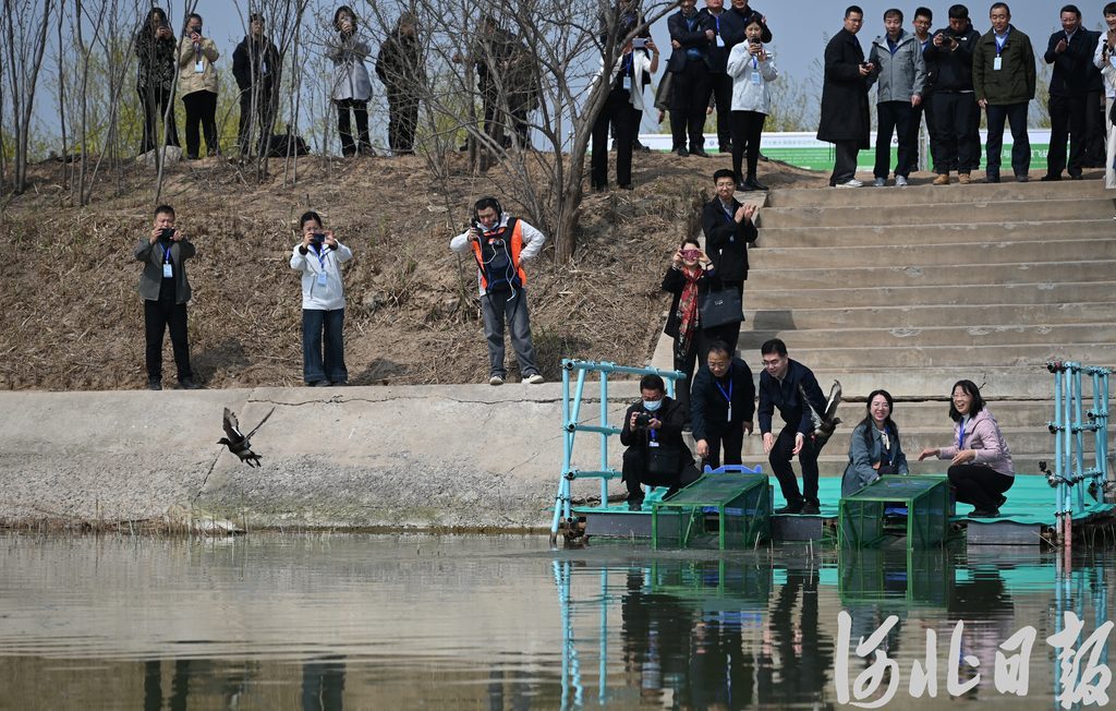 全球首次！青头潜鸭在河北衡水湖野化放飞，为世界极危物种保护提供“中国方案”