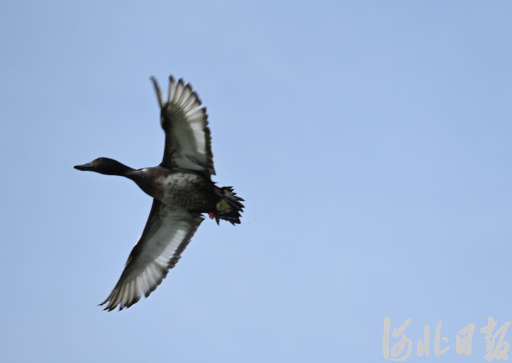 全球首次！青头潜鸭在河北衡水湖野化放飞，为世界极危物种保护提供“中国方案”