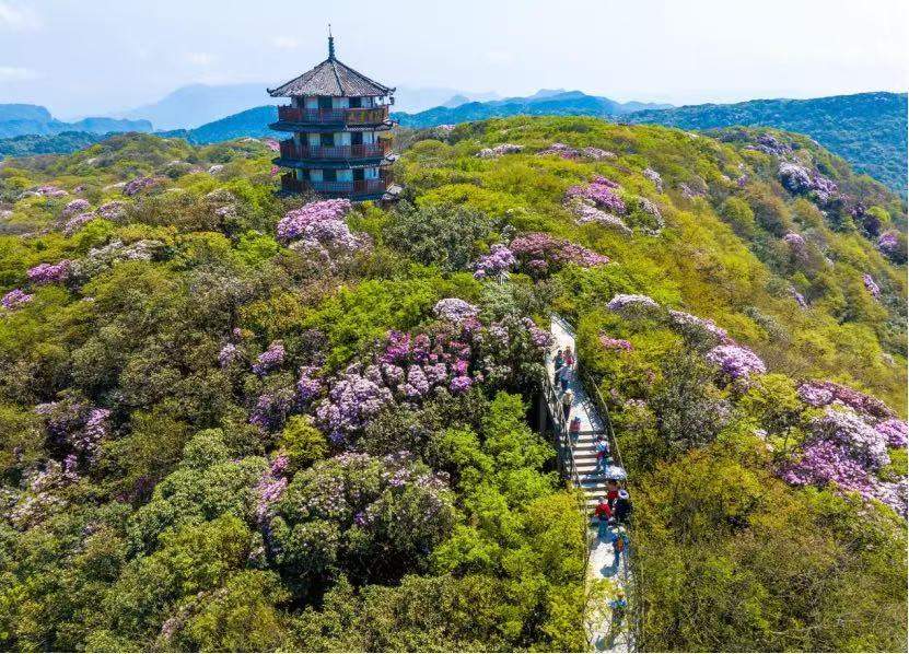 重庆南川：亲子共植杜鹃 守护世界自然遗产