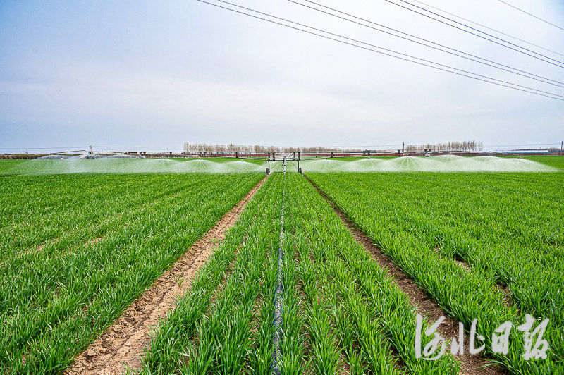 河北主体麦田长势持续向好，一、二类壮苗占比达91.4%