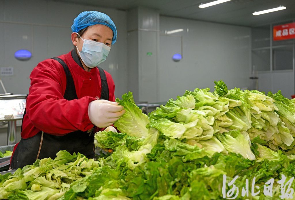 河北推动“河北净菜”进京入津提质扩容