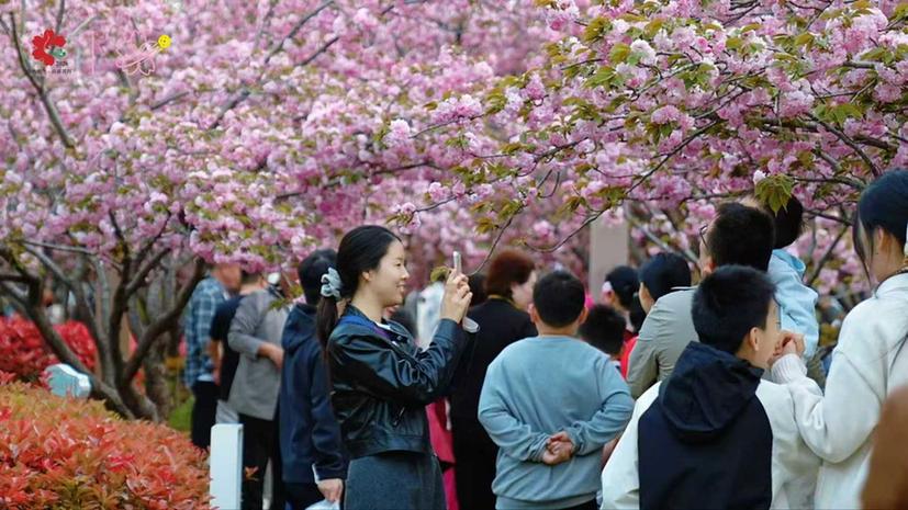 鹤舞樱飞启新程 文旅赋能向未来——2026樱花季鹤壁文旅推介大会圆满落幕