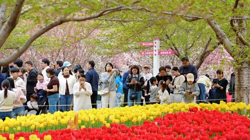 鹤舞樱飞启新程 文旅赋能向未来——2026樱花季鹤壁文旅推介大会圆满落幕