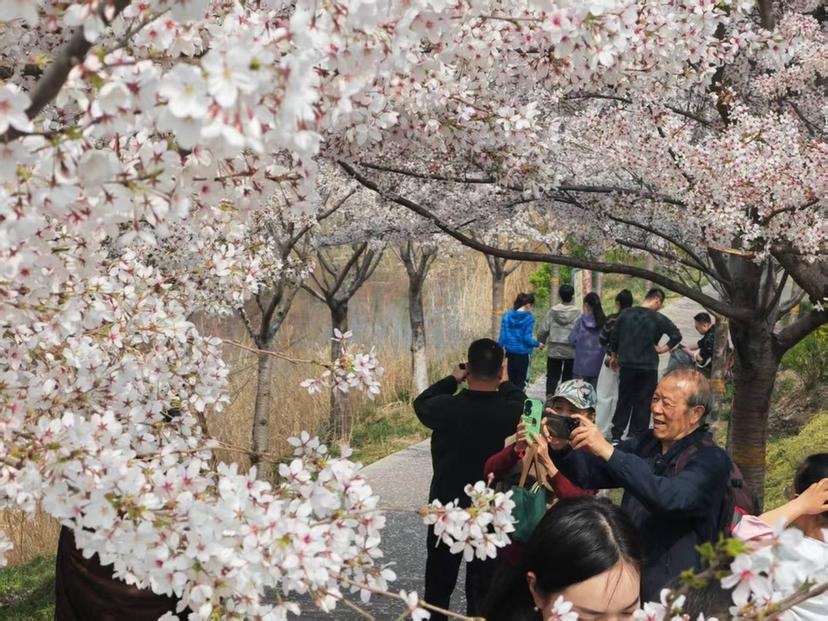 鹤舞樱飞启新程 文旅赋能向未来——2026樱花季鹤壁文旅推介大会圆满落幕