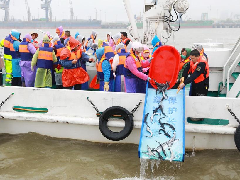 1334尾中华鲟放归长江 慈善助力守护长江生态