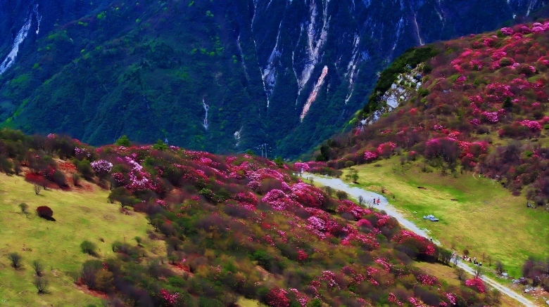 重庆巫溪“红池坝杜鹃花”等你打卡