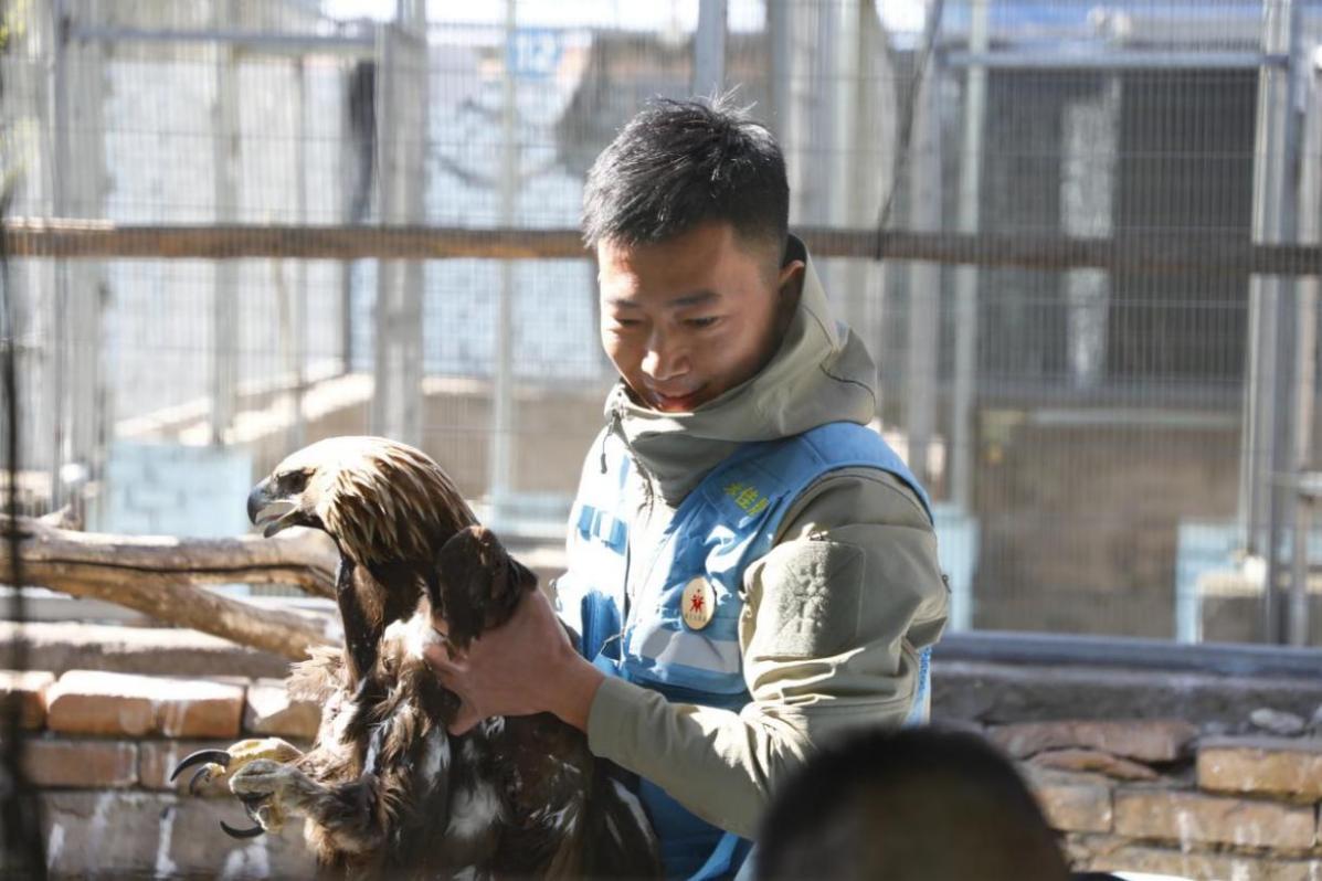 河北阳原：百日精心培健羽 国保猛禽重归林