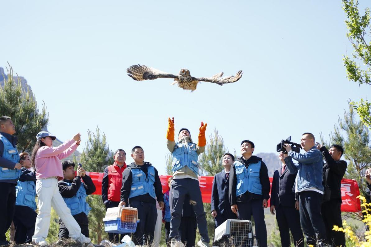 河北阳原：百日精心培健羽 国保猛禽重归林