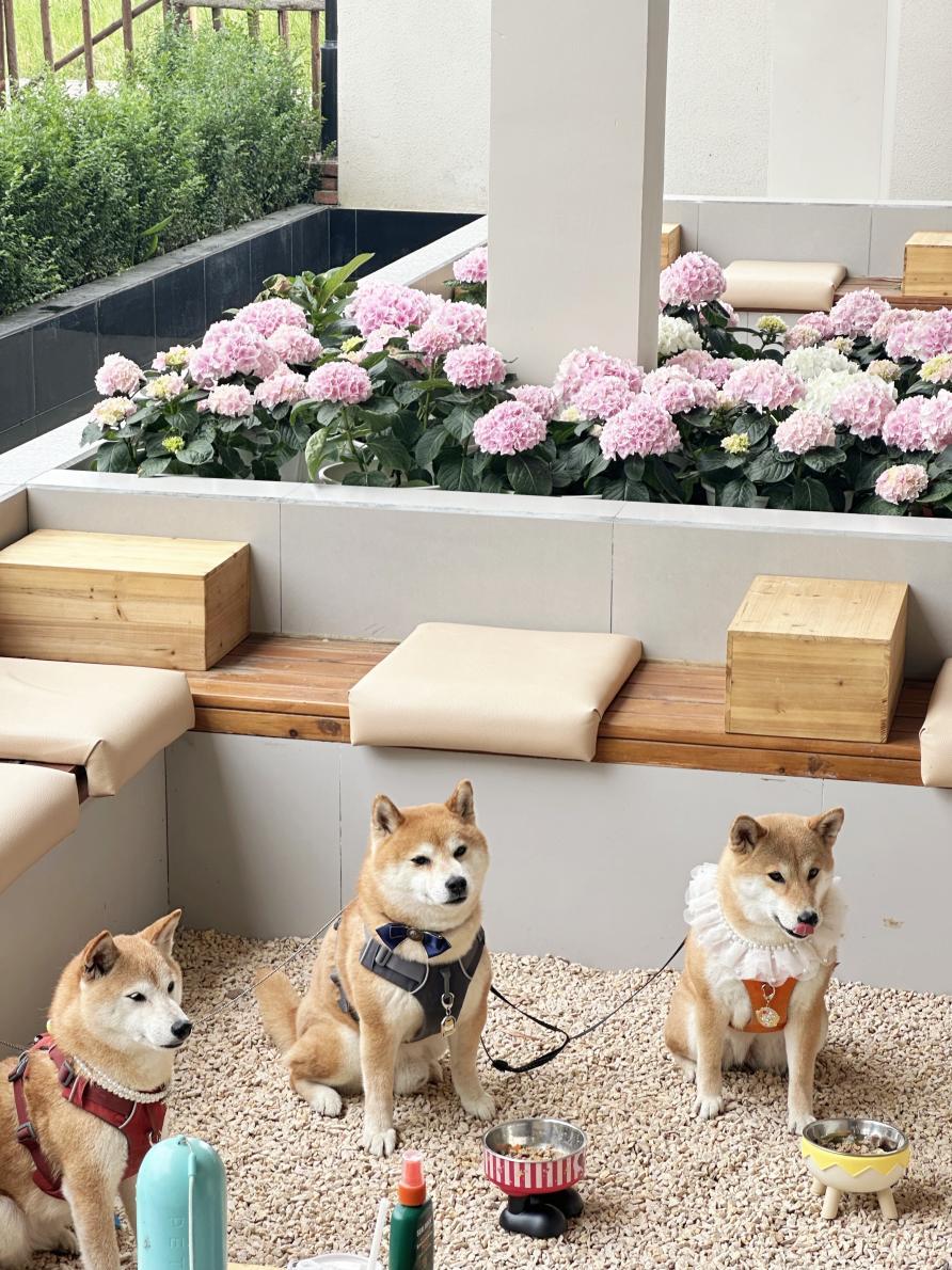 四川邛崃：解锁“携宠微度假”新玩法