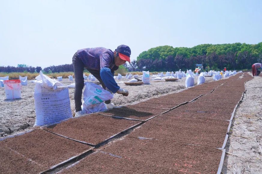 浒墅关：“科技范”拉满！秧苗坐上“流水线”