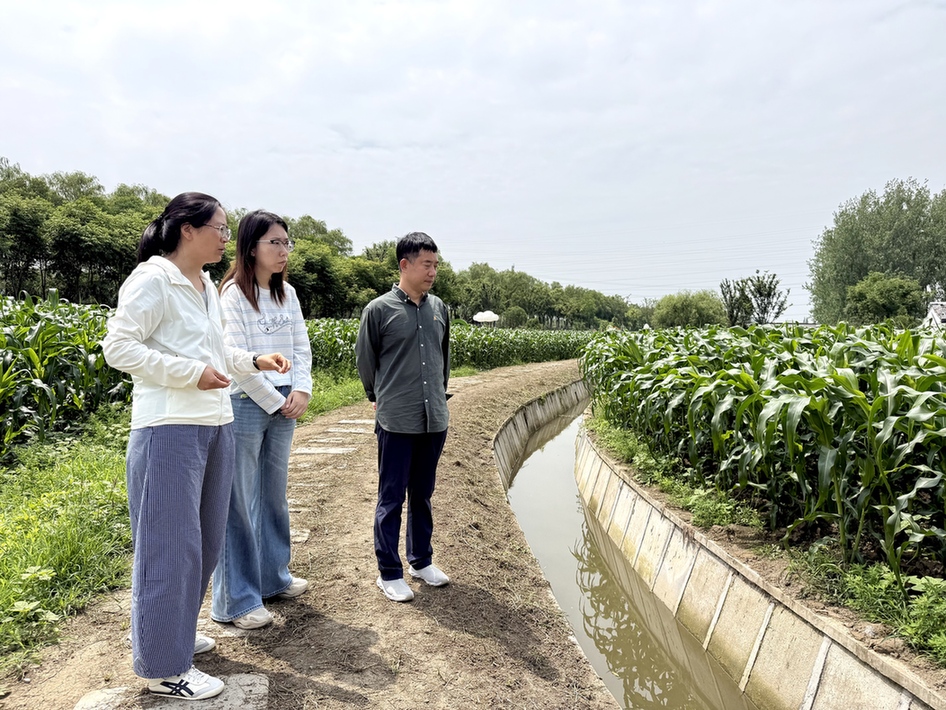 扬州邗江区瓜洲葵园：“黑糯玉”变身“金棒子”，村民致富添新路