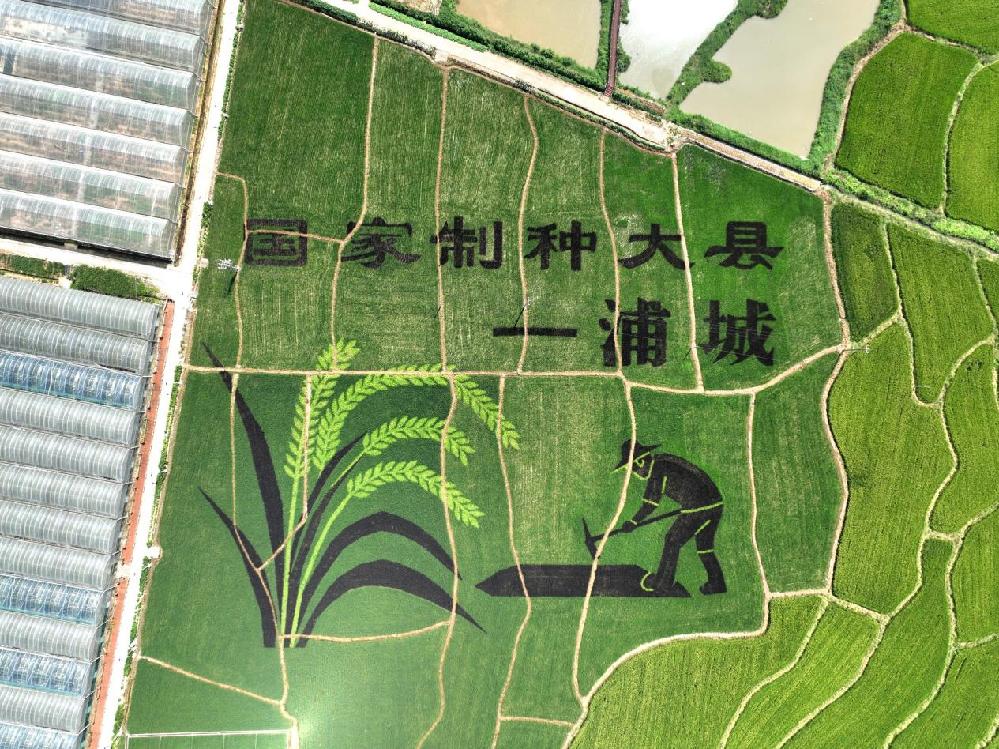 福建浦城：田畴织金绘“丰”景 诗画乡村日日新