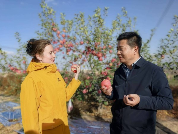 行走中国・寻踪塞上榆林|踏访毛乌素:多国嘉宾见证大漠变绿洲奇迹 行走中国・寻踪塞上榆林|踏访毛乌素:多国嘉宾见证大漠变绿洲奇迹