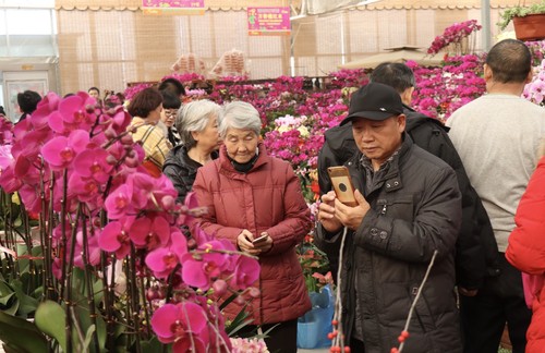百年花乡青岛枯桃花卉交易中心进入“春节模式”