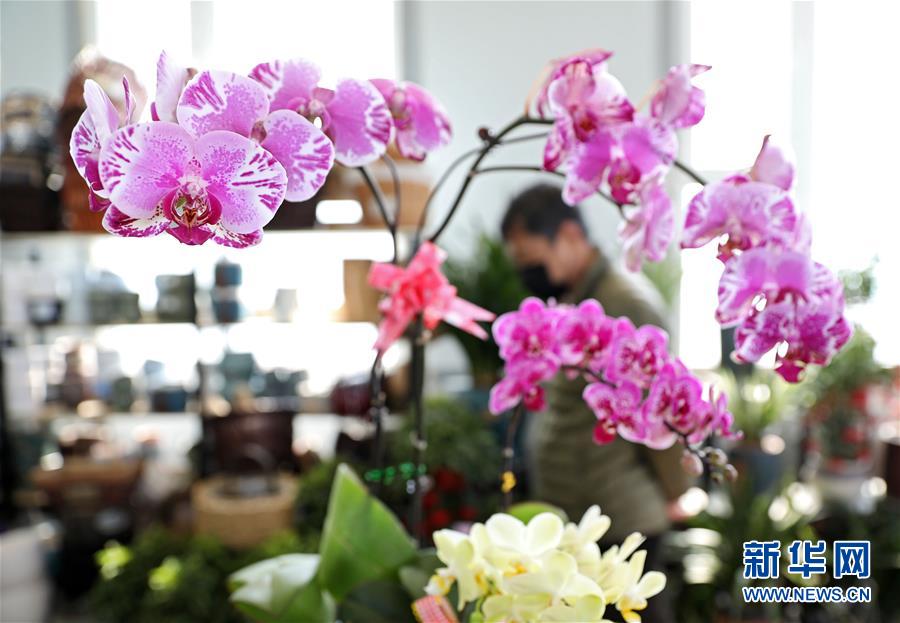 （经济）（3）辽宁鞍山：花卉市场人气渐旺