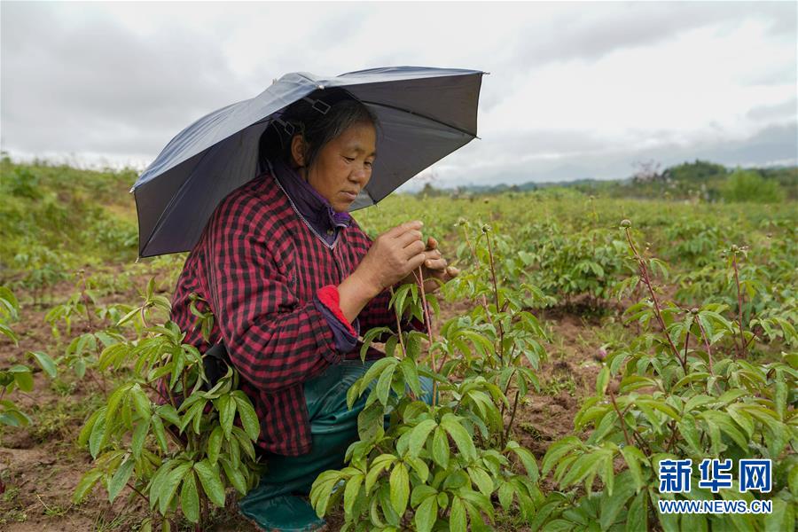 花儿为什么这样红——重庆垫江牡丹产业发展观察
