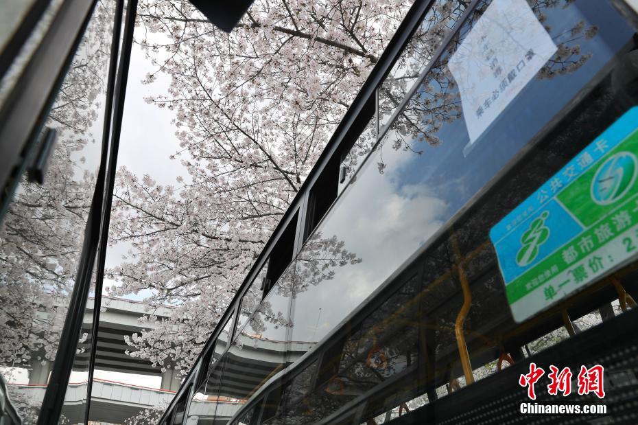 上海“樱花车站”迎来烂漫季节