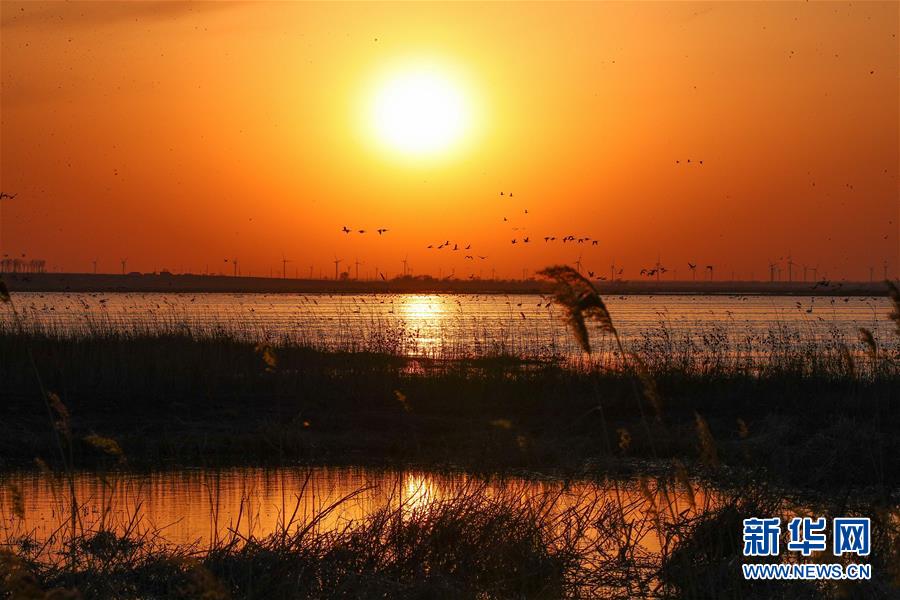 （环境）（3）辽宁康平：卧龙湖湿地迎来大批候鸟